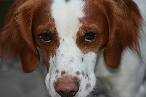 https://images.dog.ceo/breeds/spaniel-brittany/n02101388_8914.jpg