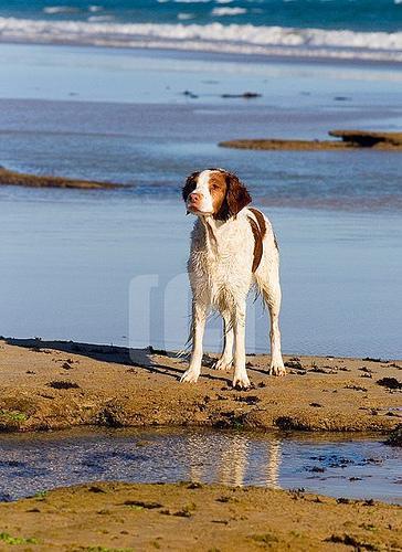 https://images.dog.ceo/breeds/spaniel-brittany/n02101388_9127.jpg