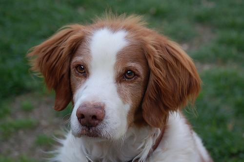 https://images.dog.ceo/breeds/spaniel-brittany/n02101388_96.jpg