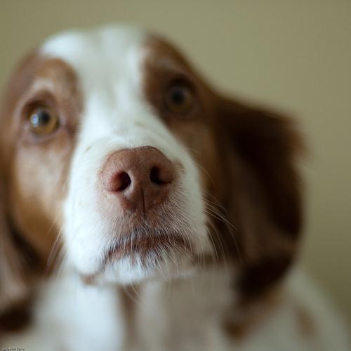 https://images.dog.ceo/breeds/spaniel-brittany/n02101388_9691.jpg