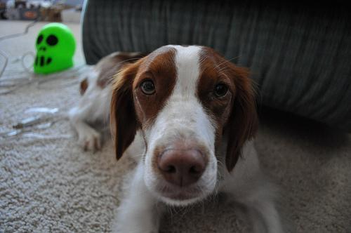 https://images.dog.ceo/breeds/spaniel-brittany/n02101388_9968.jpg