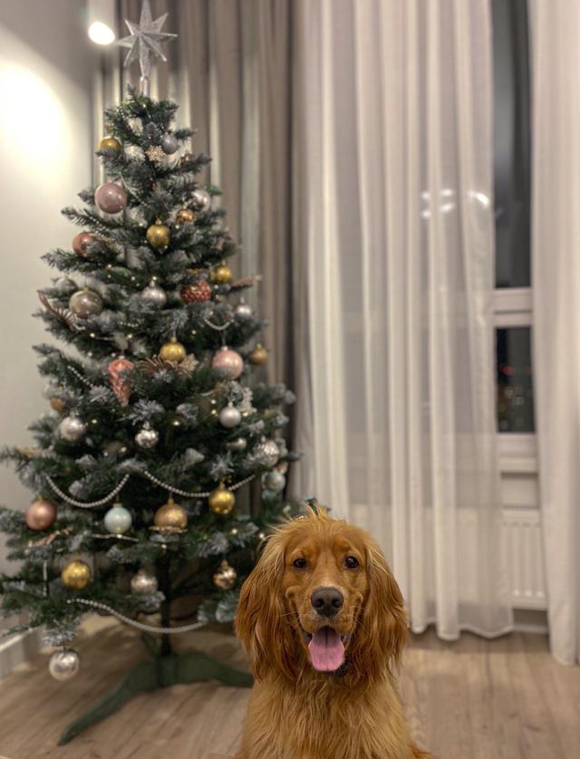 https://images.dog.ceo/breeds/spaniel-cocker/Lucky_the_dog3.jpg