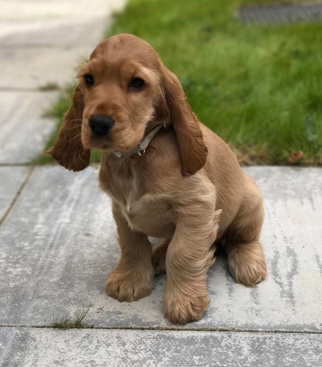 https://images.dog.ceo/breeds/spaniel-cocker/murphy.jpg