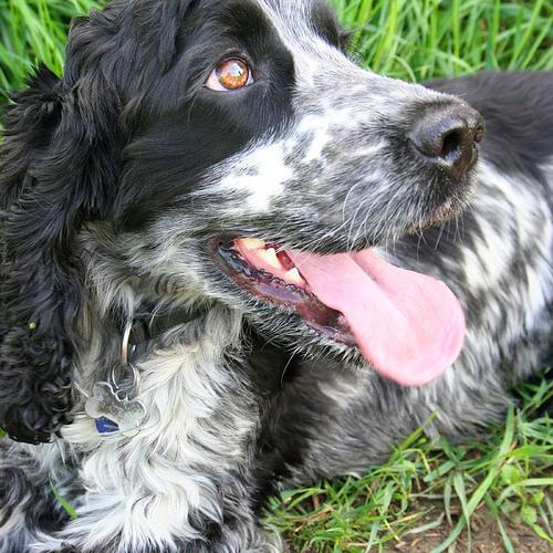 https://images.dog.ceo/breeds/spaniel-cocker/n02102318_10795.jpg