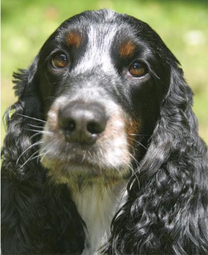 https://images.dog.ceo/breeds/spaniel-cocker/n02102318_10818.jpg