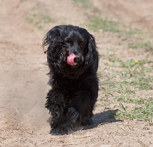 https://images.dog.ceo/breeds/spaniel-cocker/n02102318_10930.jpg