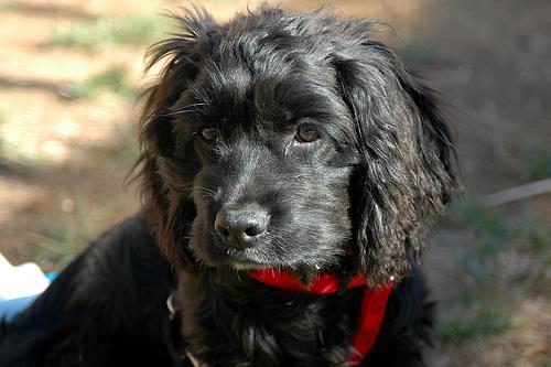 https://images.dog.ceo/breeds/spaniel-cocker/n02102318_11481.jpg