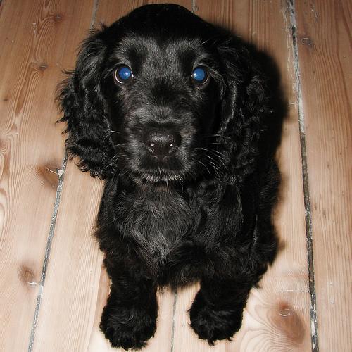 https://images.dog.ceo/breeds/spaniel-cocker/n02102318_11890.jpg