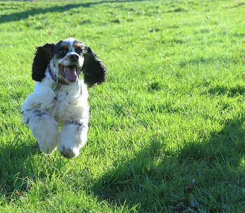 https://images.dog.ceo/breeds/spaniel-cocker/n02102318_14073.jpg