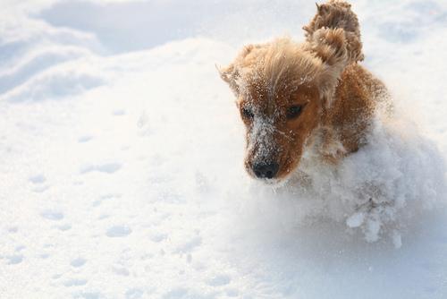 https://images.dog.ceo/breeds/spaniel-cocker/n02102318_14111.jpg