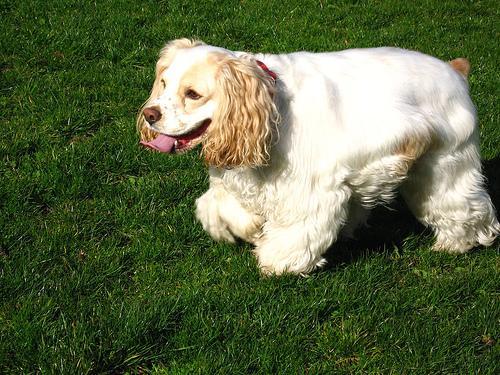 https://images.dog.ceo/breeds/spaniel-cocker/n02102318_14892.jpg