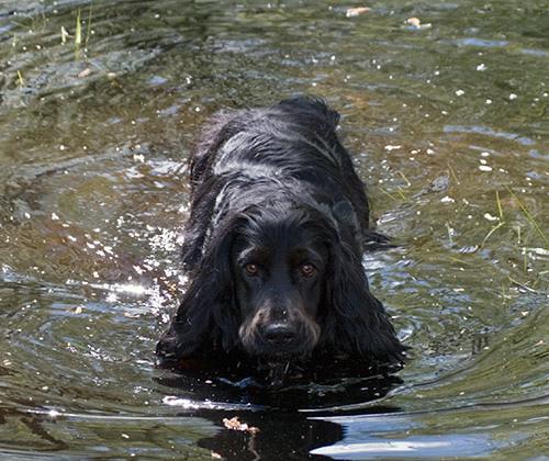 https://images.dog.ceo/breeds/spaniel-cocker/n02102318_1754.jpg