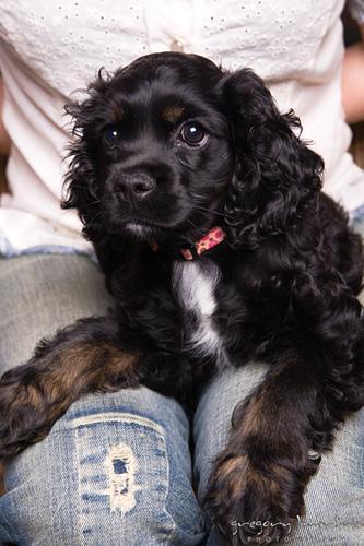 https://images.dog.ceo/breeds/spaniel-cocker/n02102318_2048.jpg