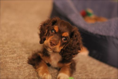 https://images.dog.ceo/breeds/spaniel-cocker/n02102318_2180.jpg