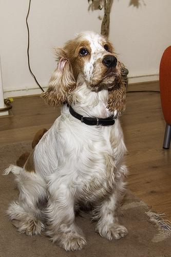 https://images.dog.ceo/breeds/spaniel-cocker/n02102318_2226.jpg