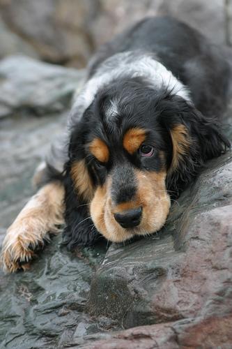 https://images.dog.ceo/breeds/spaniel-cocker/n02102318_2698.jpg