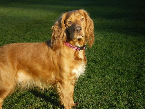 https://images.dog.ceo/breeds/spaniel-cocker/n02102318_3269.jpg