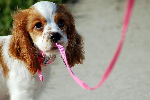 https://images.dog.ceo/breeds/spaniel-cocker/n02102318_4130.jpg