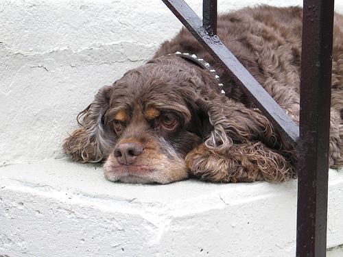 https://images.dog.ceo/breeds/spaniel-cocker/n02102318_4782.jpg