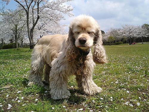 https://images.dog.ceo/breeds/spaniel-cocker/n02102318_8406.jpg