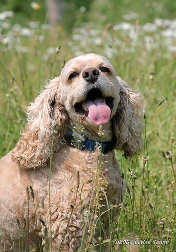 https://images.dog.ceo/breeds/spaniel-cocker/n02102318_8534.jpg