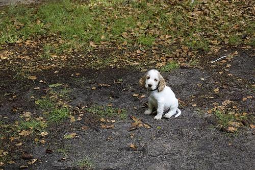 https://images.dog.ceo/breeds/spaniel-cocker/n02102318_8784.jpg