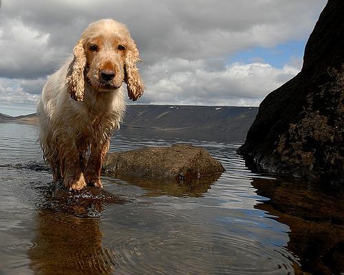 https://images.dog.ceo/breeds/spaniel-cocker/n02102318_89.jpg