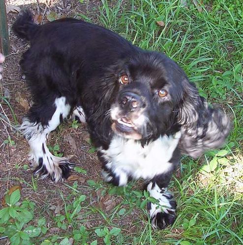 https://images.dog.ceo/breeds/spaniel-cocker/n02102318_9254.jpg