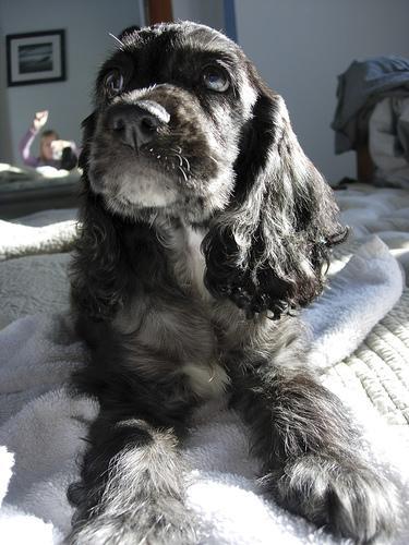 https://images.dog.ceo/breeds/spaniel-cocker/n02102318_9307.jpg