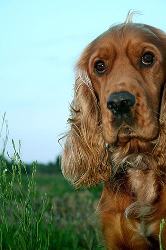 https://images.dog.ceo/breeds/spaniel-cocker/n02102318_959.jpg