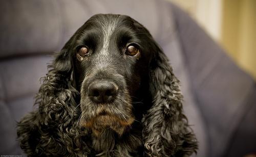 https://images.dog.ceo/breeds/spaniel-cocker/n02102318_9753.jpg