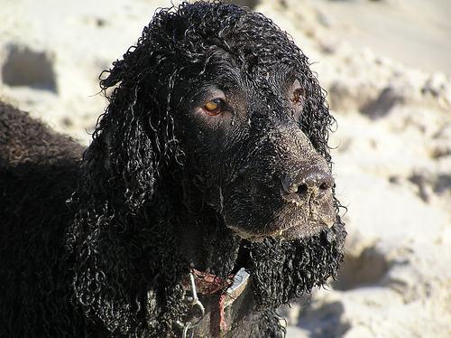 https://images.dog.ceo/breeds/spaniel-irish/n02102973_1377.jpg