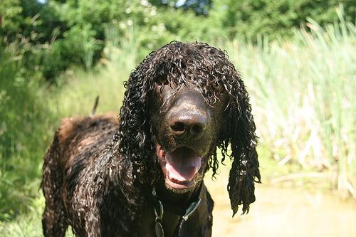 https://images.dog.ceo/breeds/spaniel-irish/n02102973_411.jpg