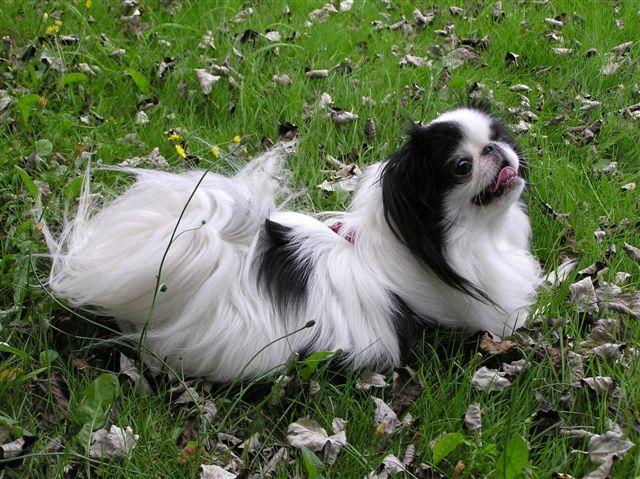 https://images.dog.ceo/breeds/spaniel-japanese/n02085782_1284.jpg