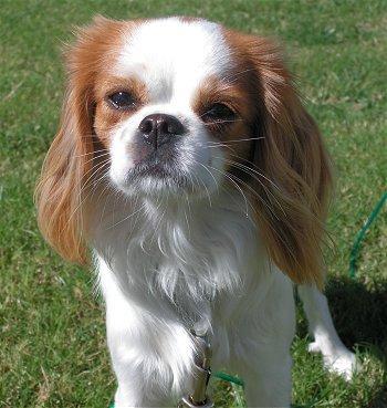 https://images.dog.ceo/breeds/spaniel-japanese/n02085782_2549.jpg