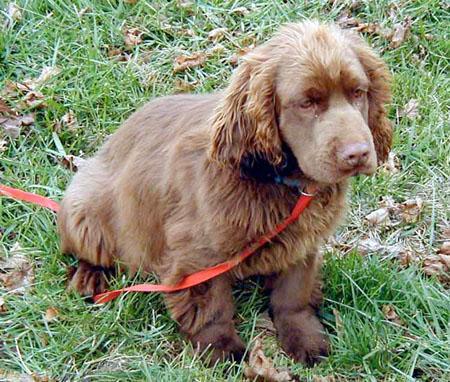 https://images.dog.ceo/breeds/spaniel-sussex/n02102480_101.jpg