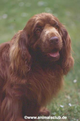 https://images.dog.ceo/breeds/spaniel-sussex/n02102480_105.jpg