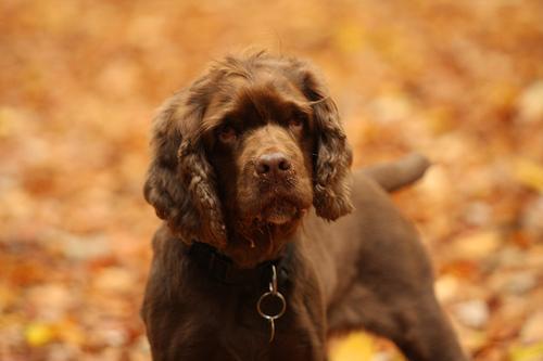 https://images.dog.ceo/breeds/spaniel-sussex/n02102480_147.jpg