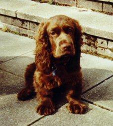 https://images.dog.ceo/breeds/spaniel-sussex/n02102480_1649.jpg