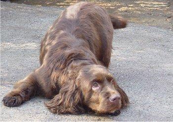 https://images.dog.ceo/breeds/spaniel-sussex/n02102480_1748.jpg