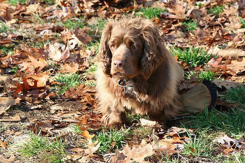 https://images.dog.ceo/breeds/spaniel-sussex/n02102480_1838.jpg