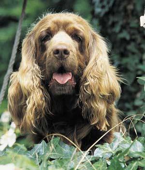 https://images.dog.ceo/breeds/spaniel-sussex/n02102480_1965.jpg