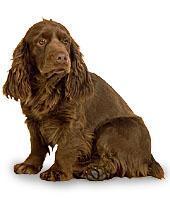 https://images.dog.ceo/breeds/spaniel-sussex/n02102480_2041.jpg