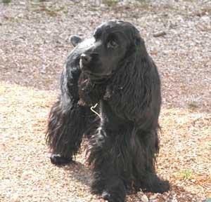 https://images.dog.ceo/breeds/spaniel-sussex/n02102480_2192.jpg