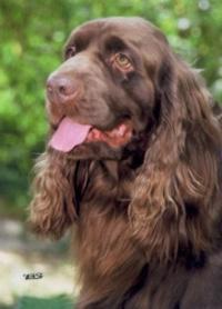 https://images.dog.ceo/breeds/spaniel-sussex/n02102480_2423.jpg