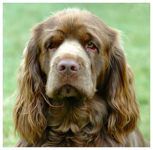 https://images.dog.ceo/breeds/spaniel-sussex/n02102480_2648.jpg