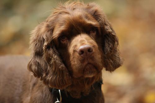 https://images.dog.ceo/breeds/spaniel-sussex/n02102480_267.jpg