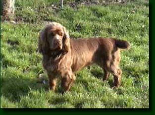 https://images.dog.ceo/breeds/spaniel-sussex/n02102480_2875.jpg