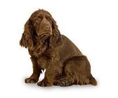 https://images.dog.ceo/breeds/spaniel-sussex/n02102480_2899.jpg