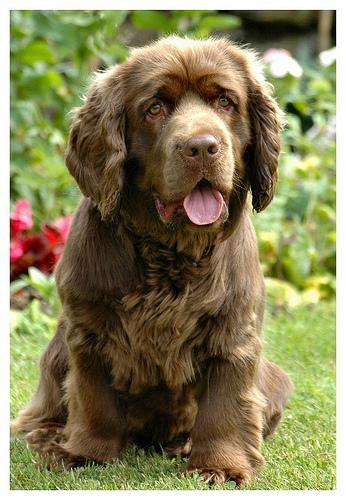 https://images.dog.ceo/breeds/spaniel-sussex/n02102480_3108.jpg